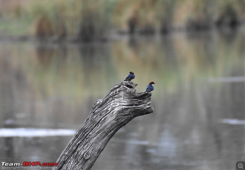 The Kruger National Park, South Africa - Photologue-wire-tailed-swallow.jpg
