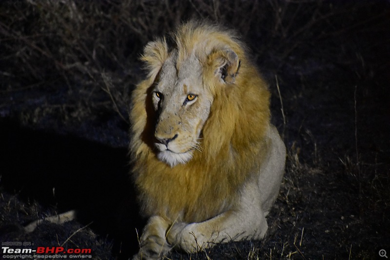 The Kruger National Park, South Africa - Photologue-lion-safari.jpg
