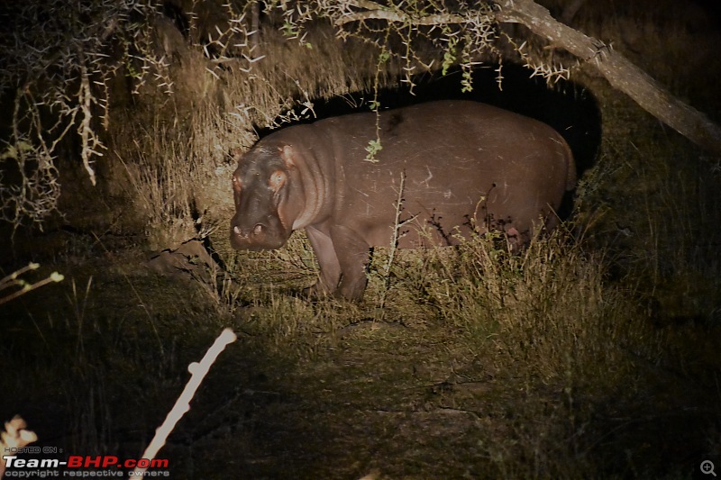 The Kruger National Park, South Africa - Photologue-hippo-safari.jpg