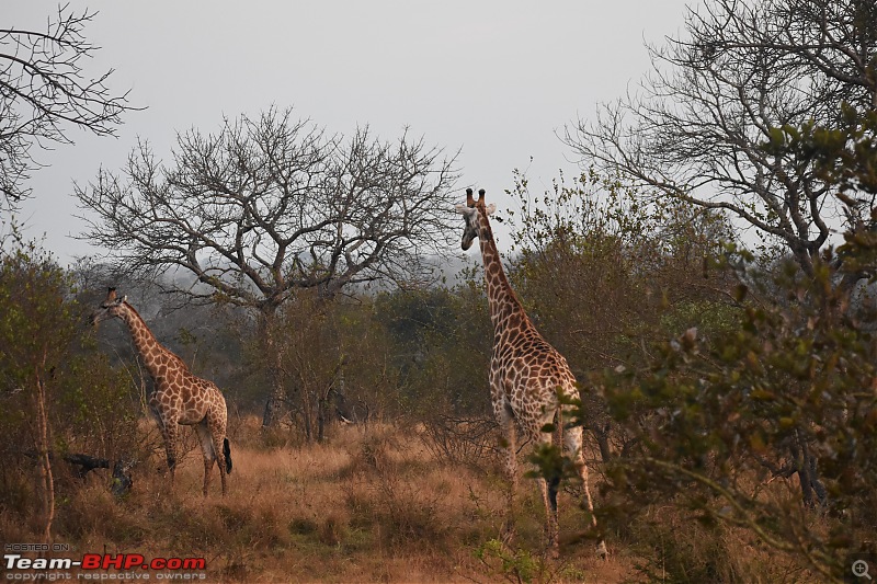The Kruger National Park, South Africa - Photologue-giraffe-day-2.jpg