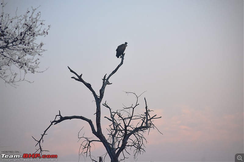 The Kruger National Park, South Africa - Photologue-white-backed-vulture.jpg