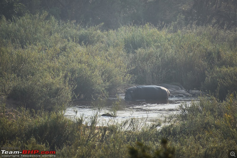 The Kruger National Park, South Africa - Photologue-hippo-again.jpg