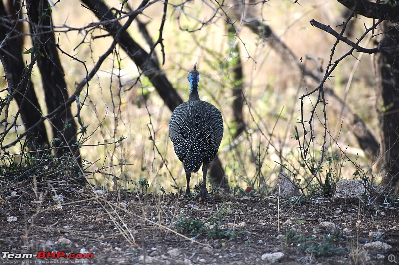 The Kruger National Park, South Africa - Photologue-helmeted-guinea-fowl.jpg