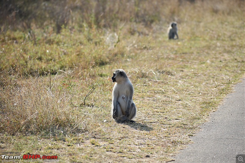 The Kruger National Park, South Africa - Photologue-vervet-monkey.jpg