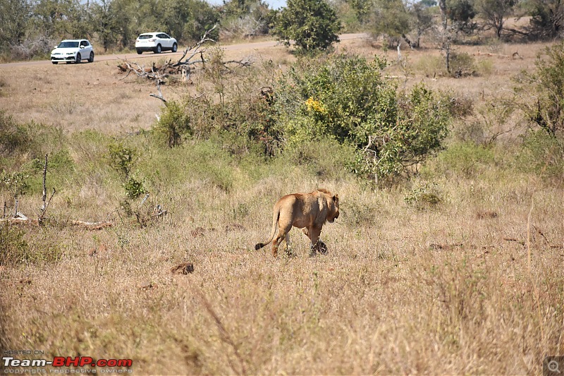 The Kruger National Park, South Africa - Photologue-lion-2.jpg