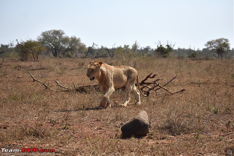 The Kruger National Park, South Africa - Photologue-lion-3.jpg