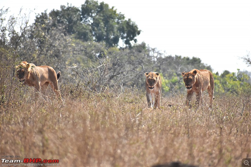 The Kruger National Park, South Africa - Photologue-lion-4.jpg