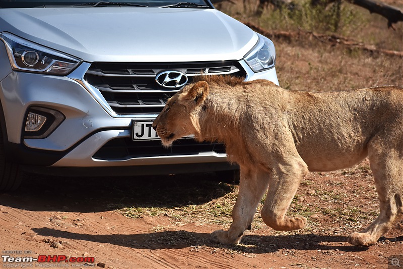 The Kruger National Park, South Africa - Photologue-lion-5.jpg