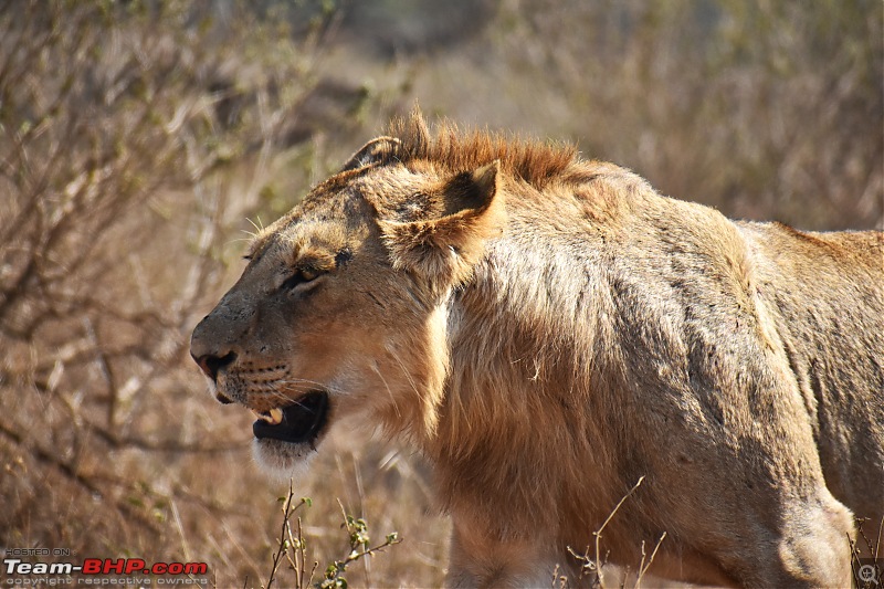 The Kruger National Park, South Africa - Photologue-lion-7.jpg