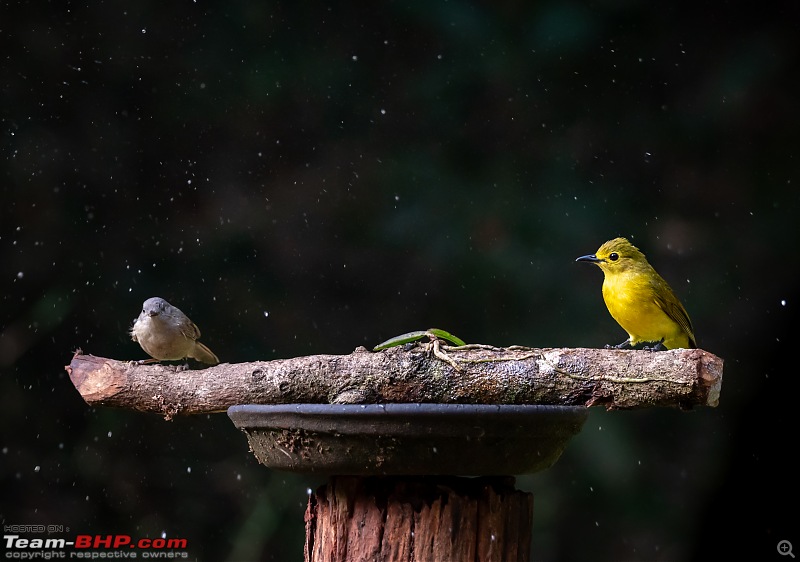 New Year Drive to "Old Magazine House"-bulbul-babbler-.jpg