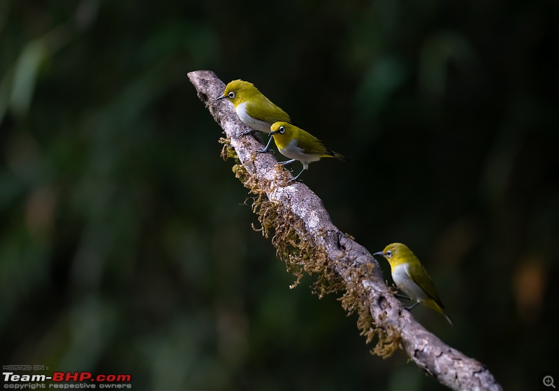 New Year Drive to "Old Magazine House"-threebulbuls.jpg