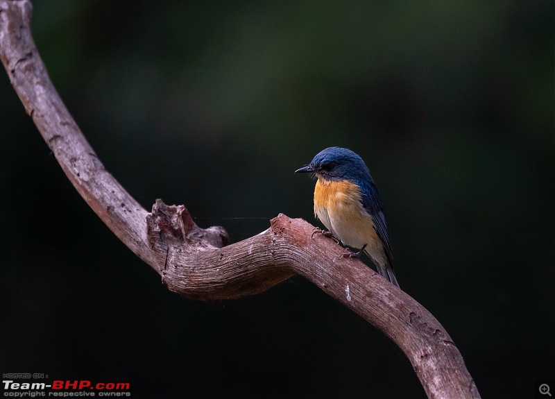 New Year Drive to "Old Magazine House"-tickells-blue-flycatcher.jpg