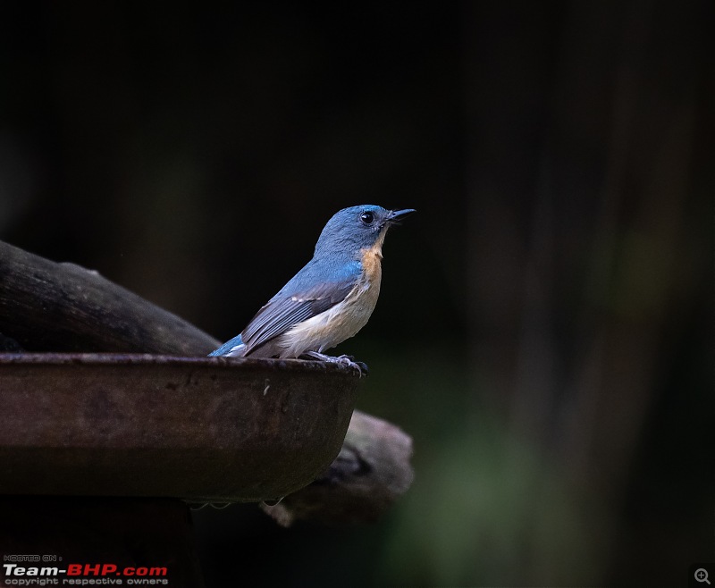 New Year Drive to "Old Magazine House"-malaysian-blue-flycatcher.jpg