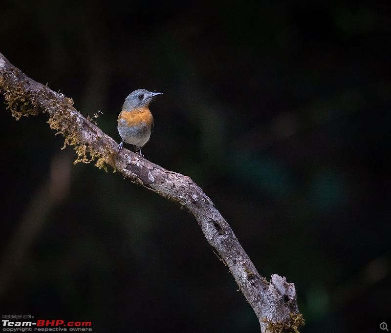 New Year Drive to "Old Magazine House"-forest-rock-thrush.jpg