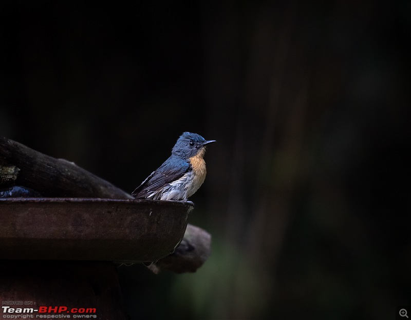New Year Drive to "Old Magazine House"-blue-flycatcher.jpg