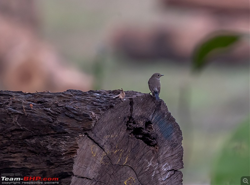 New Year Drive to "Old Magazine House"-asian-brown-flycatcher.jpg