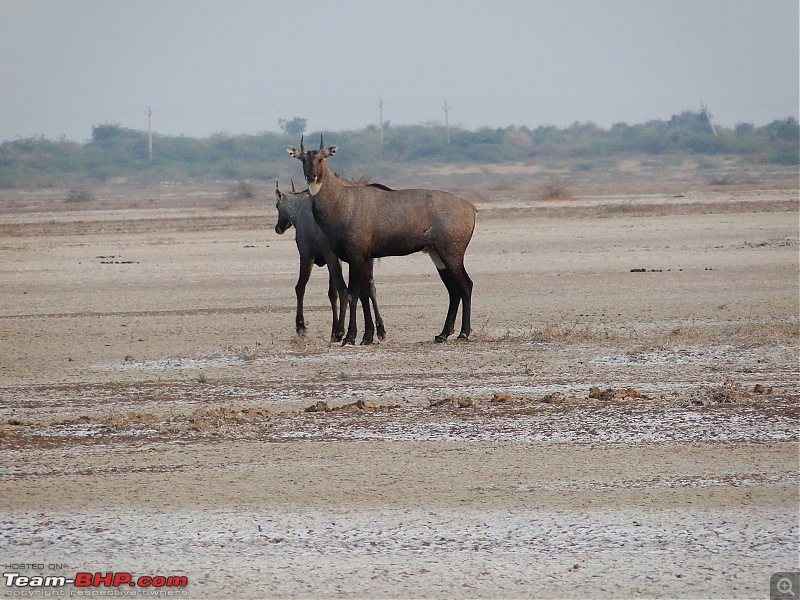 Fun in the Rann - New Years at Rann-Way!-dsc01987.jpg