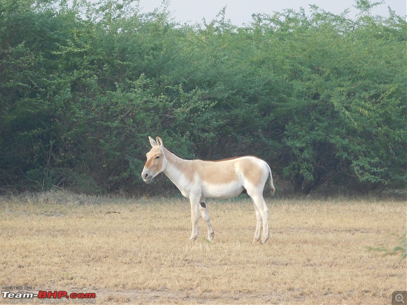 Run to the Little Rann, Dholavira and Lakhpat; a journey back in time-dscn2061.jpg