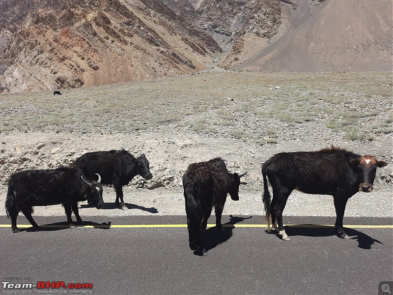 Uncharted Destinations - Zanskar, Aryan Valley & Gurez Valley-20230623_124625.jpg