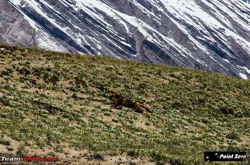 Uncharted Destinations - Zanskar, Aryan Valley & Gurez Valley-tkd_8221.jpg