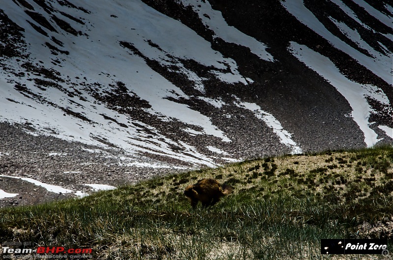 Uncharted Destinations - Zanskar, Aryan Valley & Gurez Valley-tkd_8224.jpg