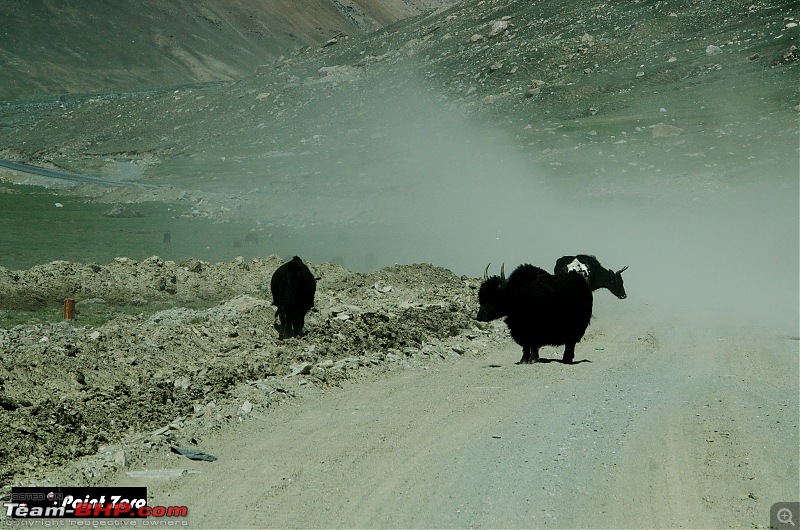 Uncharted Destinations - Zanskar, Aryan Valley & Gurez Valley-tkd_8273.jpg