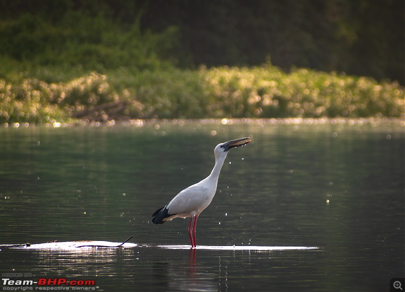 Impromptu Afternoon Drive to Ranganathittu Bird Sanctuary-rangnathittu202419.jpg