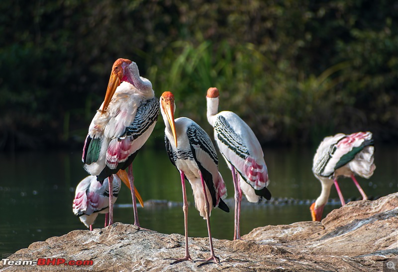 Impromptu Afternoon Drive to Ranganathittu Bird Sanctuary-rangnathittu202421.jpg