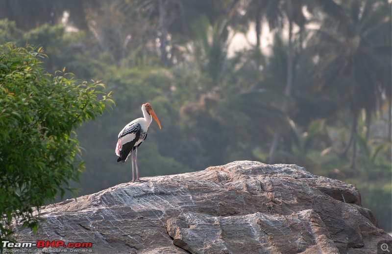 Impromptu Afternoon Drive to Ranganathittu Bird Sanctuary-rangnathittu202423.jpg