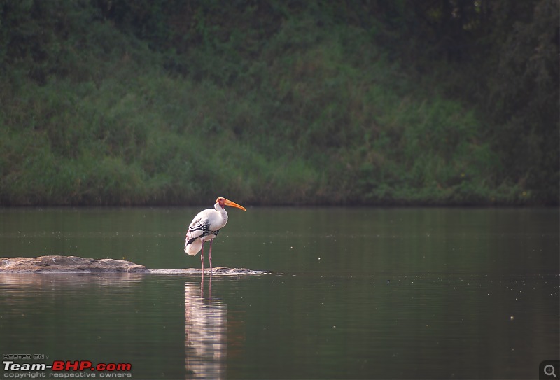 Impromptu Afternoon Drive to Ranganathittu Bird Sanctuary-rangnathittu202425.jpg