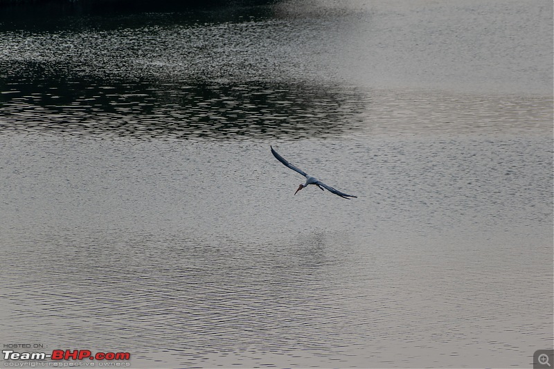 Impromptu Afternoon Drive to Ranganathittu Bird Sanctuary-rangnathittu202406.jpg