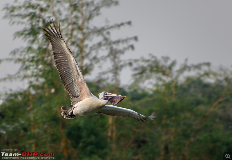 Impromptu Afternoon Drive to Ranganathittu Bird Sanctuary-rangnathittu202434.jpg