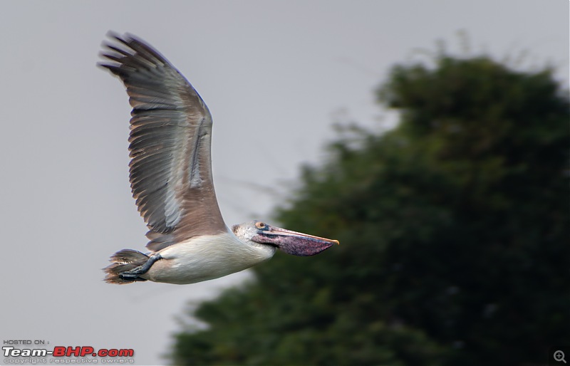 Impromptu Afternoon Drive to Ranganathittu Bird Sanctuary-rangnathittu202435.jpg