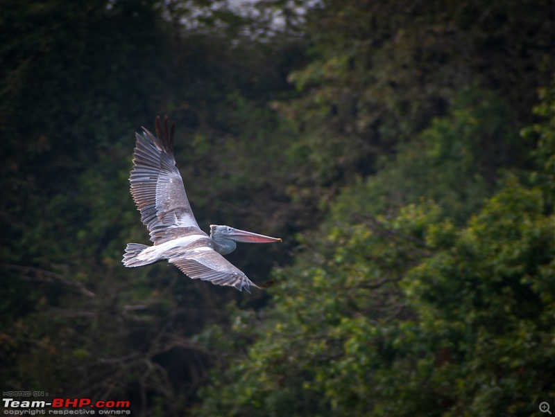 Impromptu Afternoon Drive to Ranganathittu Bird Sanctuary-rangnathittu202440.jpg