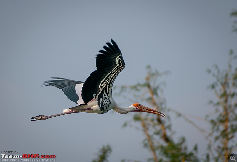 Impromptu Afternoon Drive to Ranganathittu Bird Sanctuary-ranganathittu100.jpg