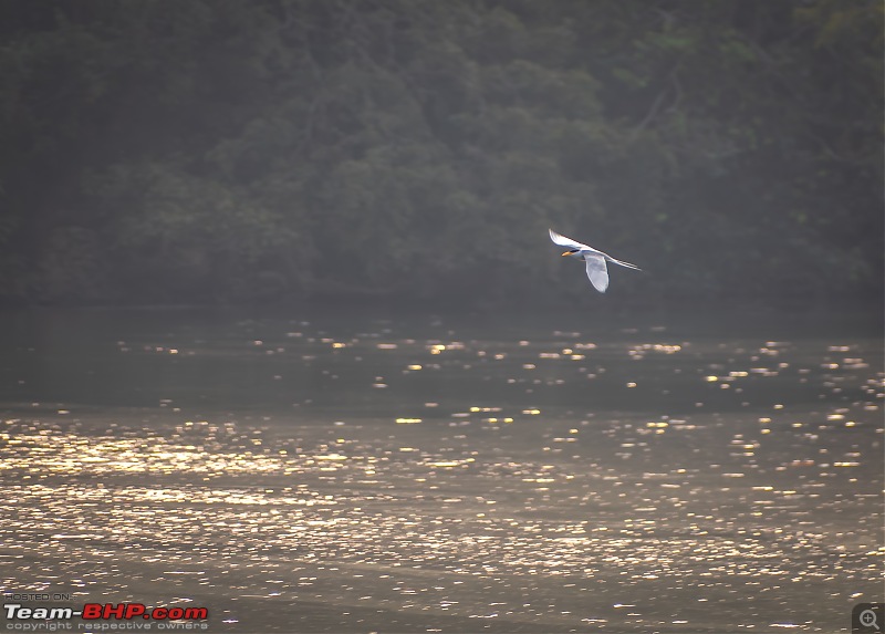 Impromptu Afternoon Drive to Ranganathittu Bird Sanctuary-rangnathittu202444.jpg