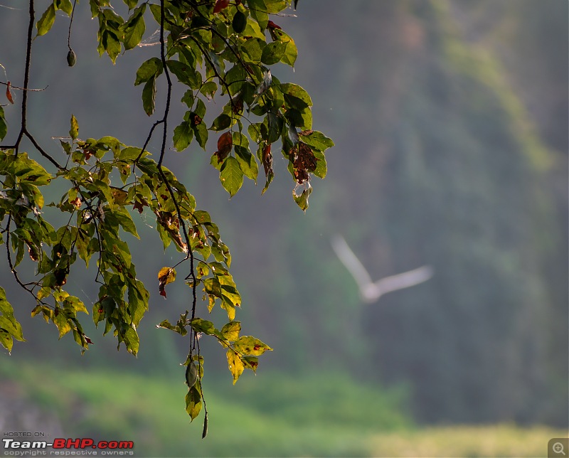 Impromptu Afternoon Drive to Ranganathittu Bird Sanctuary-rangnathittu202414.jpg