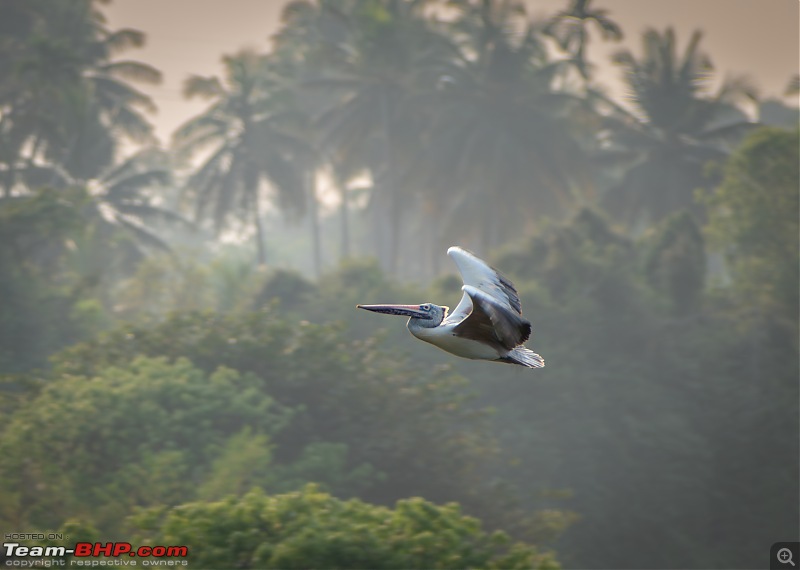 Impromptu Afternoon Drive to Ranganathittu Bird Sanctuary-rangnathittu202456.jpg