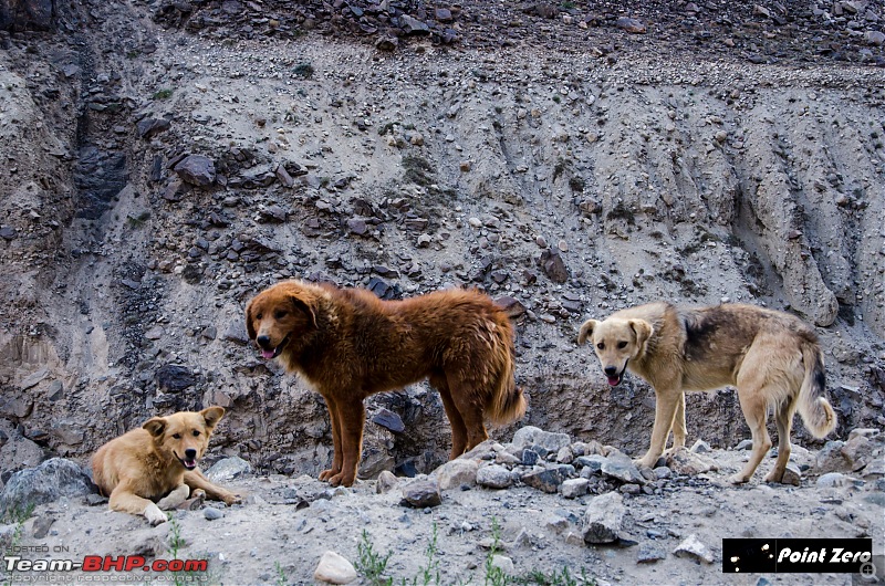 Uncharted Destinations - Zanskar, Aryan Valley & Gurez Valley-tkd_8468.jpg