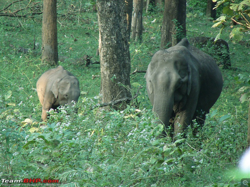 Liesure trip --- Bangalore - TopSlip - Parambikulam Forest - Valparai - Bangalore-more-ele.jpg