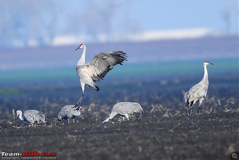 Winter Birding at Northern California-birding2-14.jpg