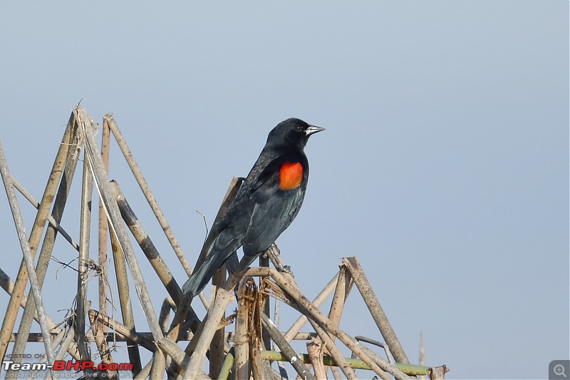 Winter Birding at Northern California-birding2-15.jpg
