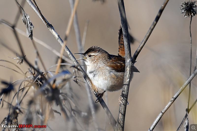 Winter Birding at Northern California-birding2-17.jpg