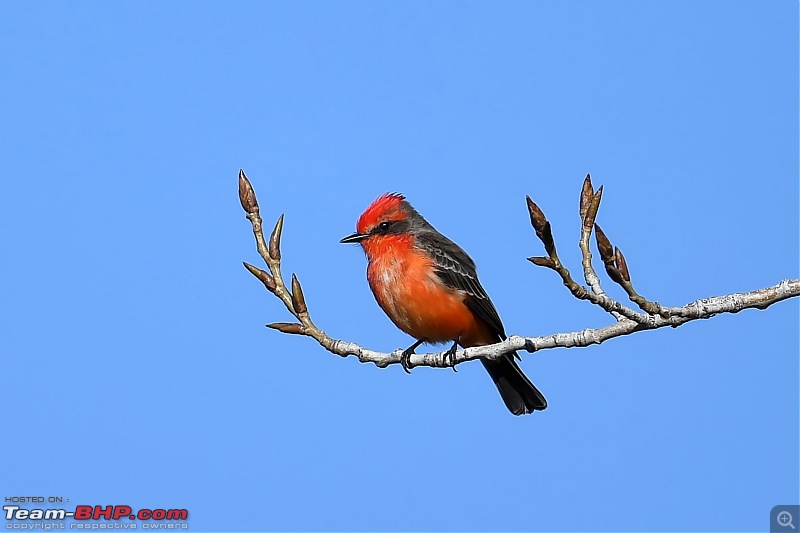 Winter Birding at Northern California-birding2-25.jpg