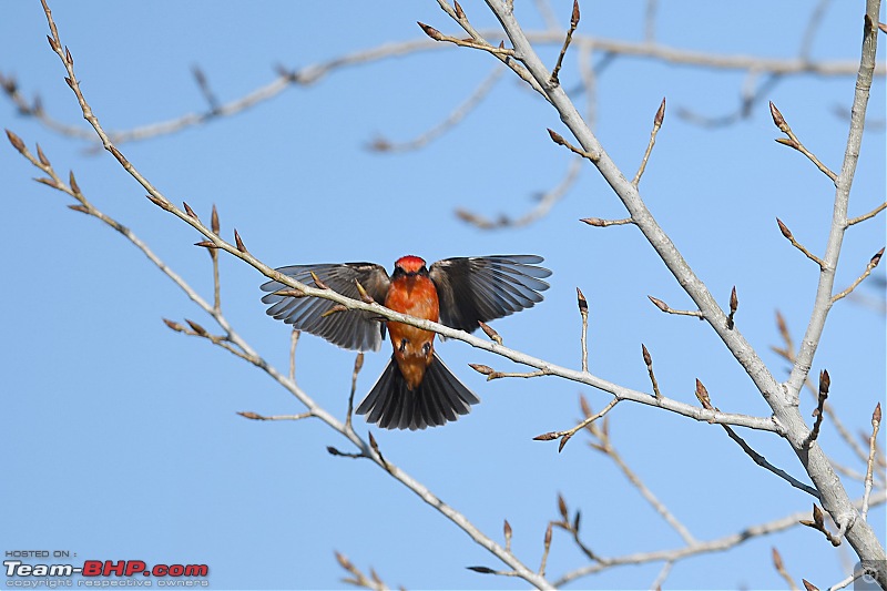 Winter Birding at Northern California-birding2-27.jpg