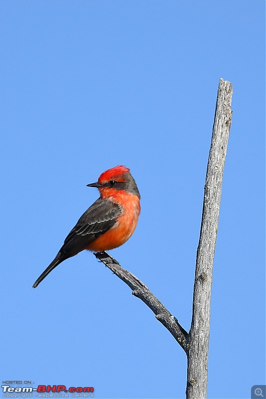 Winter Birding at Northern California-birding2-28.jpg