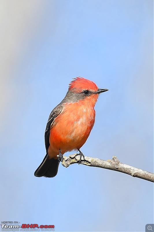Winter Birding at Northern California-birding2-29.jpg