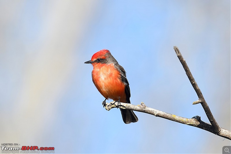 Winter Birding at Northern California-birding2-30.jpg