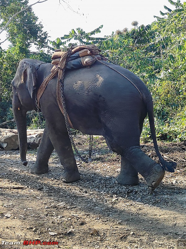 Thar Bengalurians on an Off-road Expedition to Nagaland-random-2-elephant.jpg