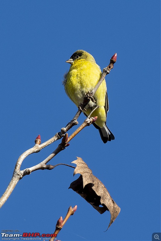 Winter Birding at Northern California-american_goldfinch_1.jpg